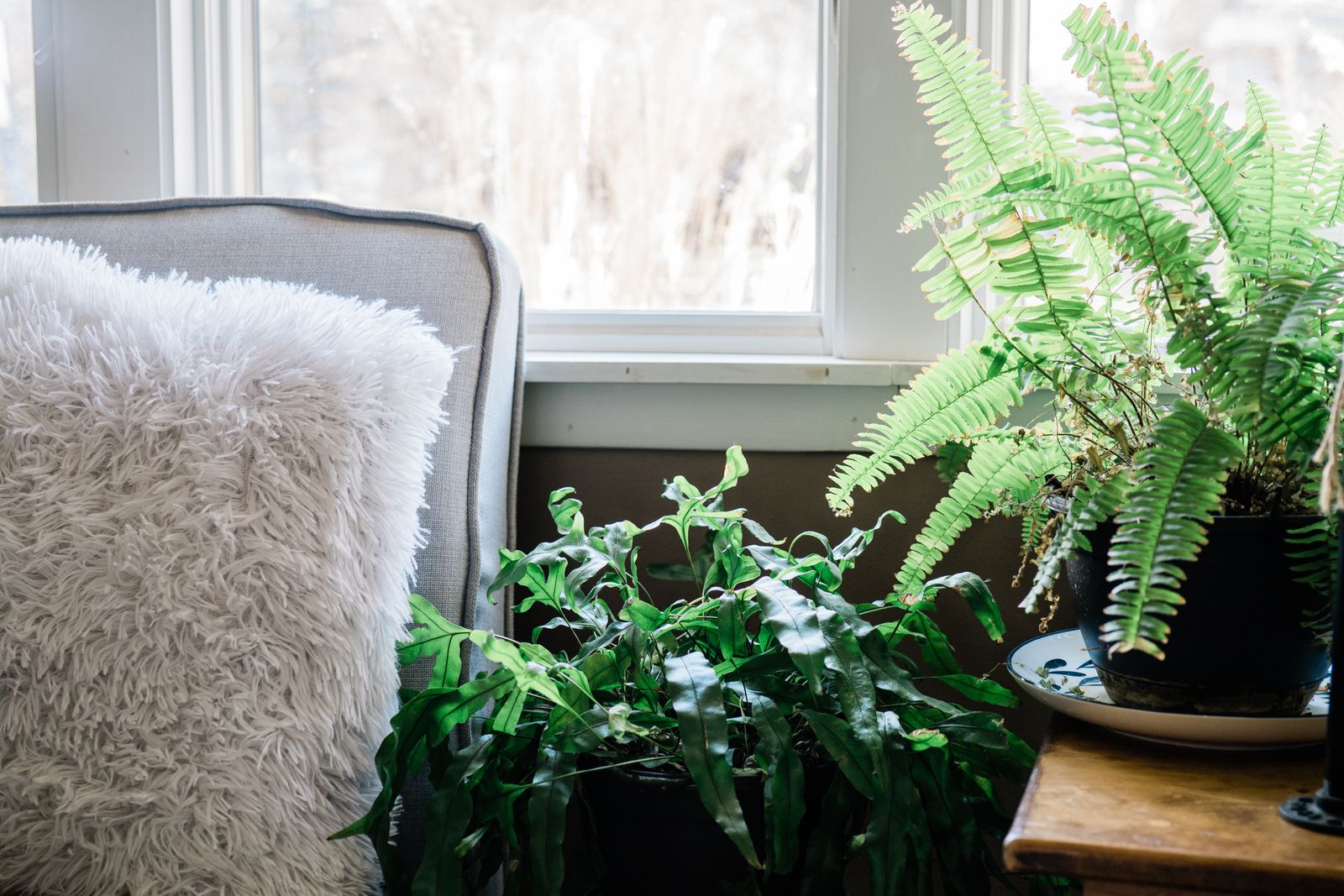 A quiet chair by a window with ferns in the light